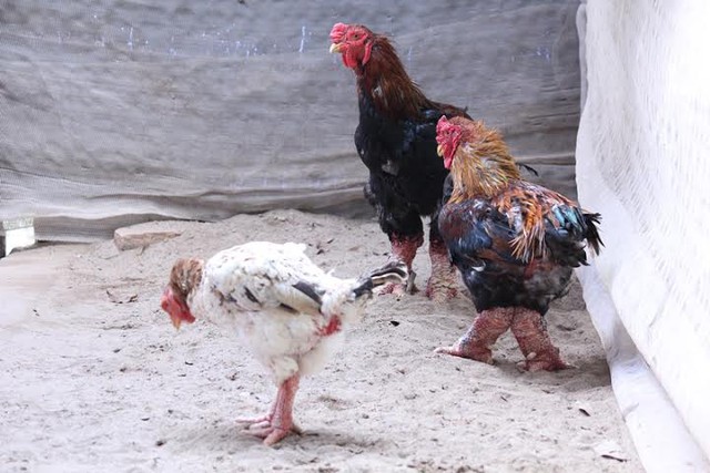 'Thần gà' làng Đông Tảo: Cặp gà giá 120 triệu vẫn không bán - Ảnh 1.