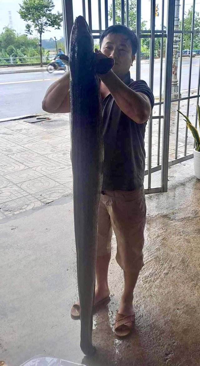Quảng Ngãi: Người dân câu được cá chình 'khủng' nặng 16kg - Ảnh 2.