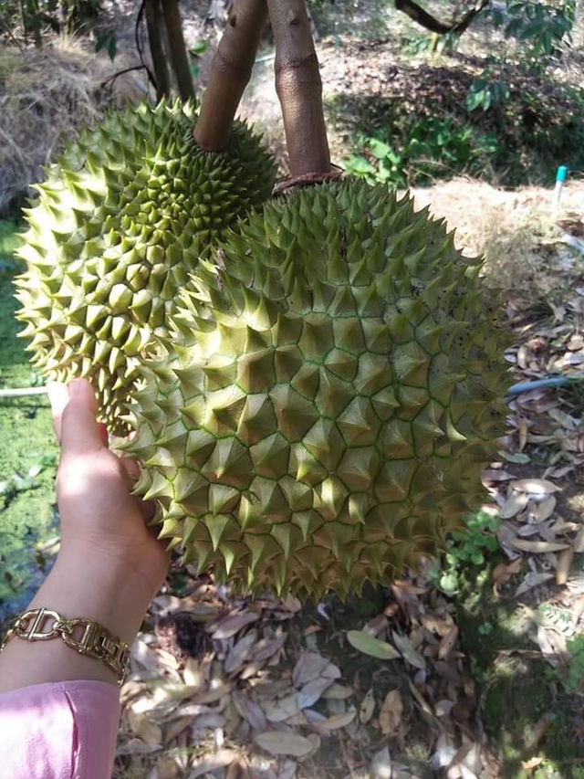 Mùa sầu riêng chín - Ảnh 1. Mùa sầu riêng chín - Ảnh 1.