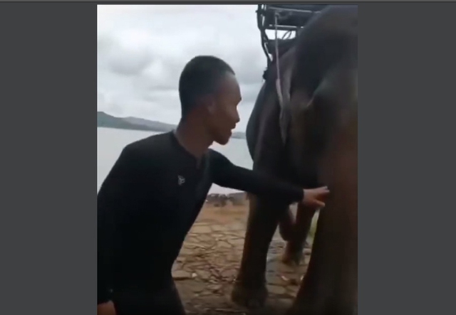 Đắk Lắk: Hai du khách bị voi quật ngã khi sờ vào voi - Ảnh 1.