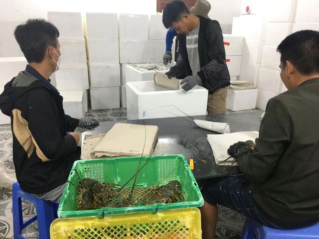 Xuất khẩu tôm hùm bông gặp khó - Ảnh 1. Xuất khẩu tôm hùm bông gặp khó - Ảnh 1.
