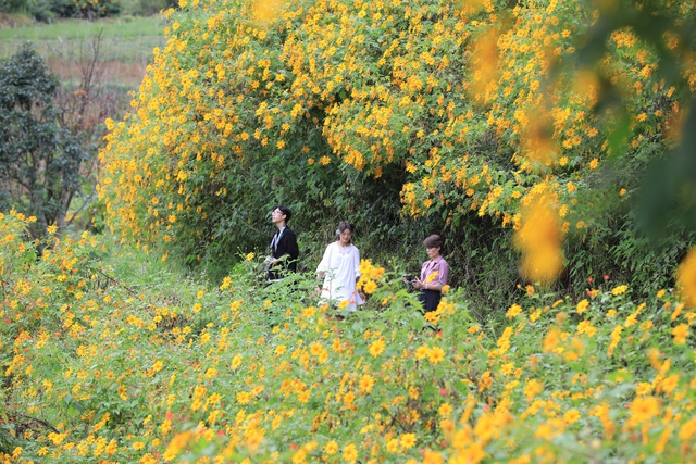 Lung linh sắc vàng hoa dã quỳ trên cao nguyên Lâm Viên - Ảnh 6. Lung linh sắc vàng hoa dã quỳ trên cao nguyên Lâm Viên - Ảnh 6.