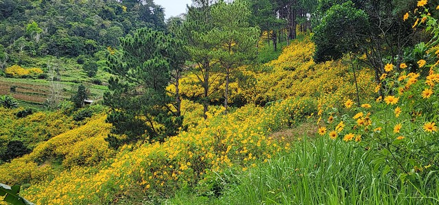 Lung linh sắc vàng hoa dã quỳ trên cao nguyên Lâm Viên - Ảnh 9.