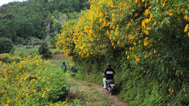 Lung linh sắc vàng hoa dã quỳ trên cao nguyên Lâm Viên - Ảnh 4. Lung linh sắc vàng hoa dã quỳ trên cao nguyên Lâm Viên - Ảnh 4.