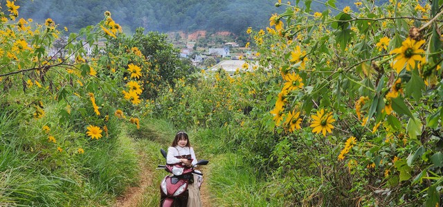 Lung linh sắc vàng hoa dã quỳ trên cao nguyên Lâm Viên - Ảnh 10.