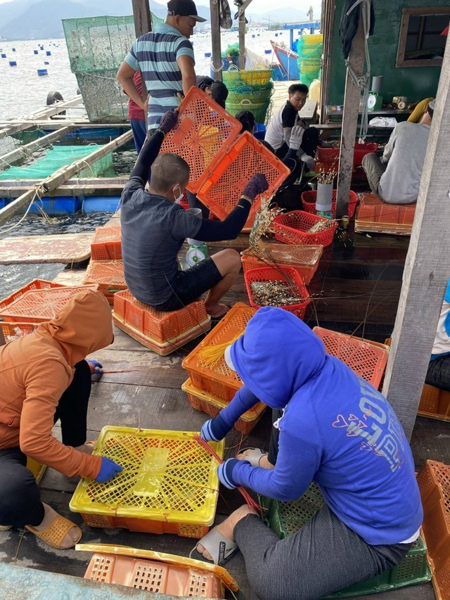 Trung Quốc ‘âm thầm’ ngưng nhập, giá tôm hùm bông rẻ chưa từng có - Ảnh 2.