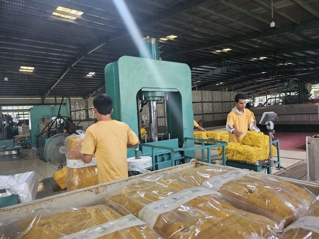 Công nhân làm việc tại Nhà máy chế biến mủ của Công ty cao su Việt Lào