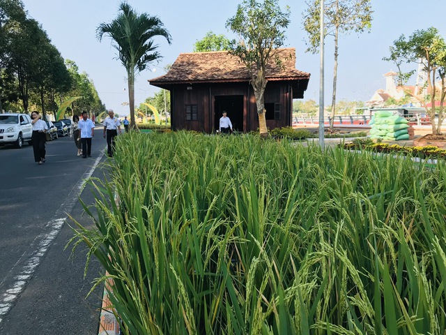 Hậu Giang lập 2 kỷ lục Việt Nam về lúa gạo - Ảnh 7.