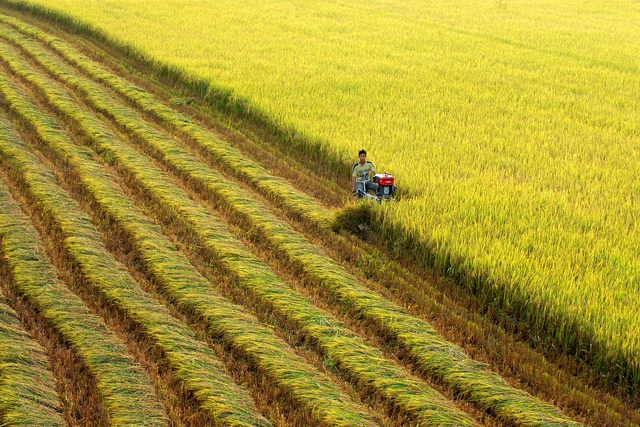 Bộ trưởng Lê Minh Hoan: Ngành lúa gạo chuyển mình để thích ứng với ‘3 biến’ - Ảnh 2.