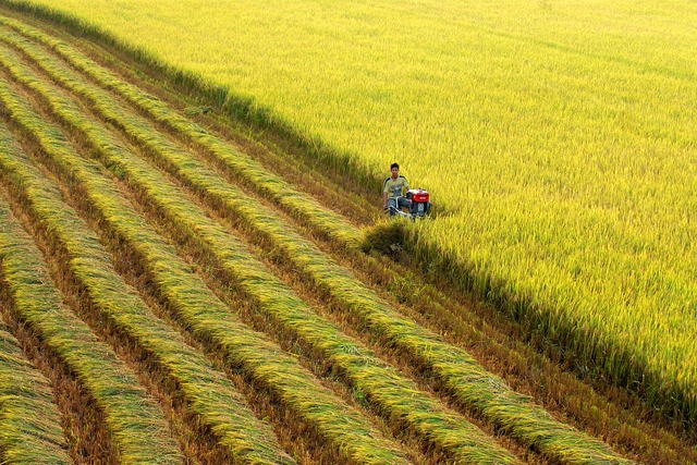 Bộ trưởng Lê Minh Hoan: Ngành lúa gạo chuyển mình để thích ứng với ‘3 biến’ - Ảnh 2.