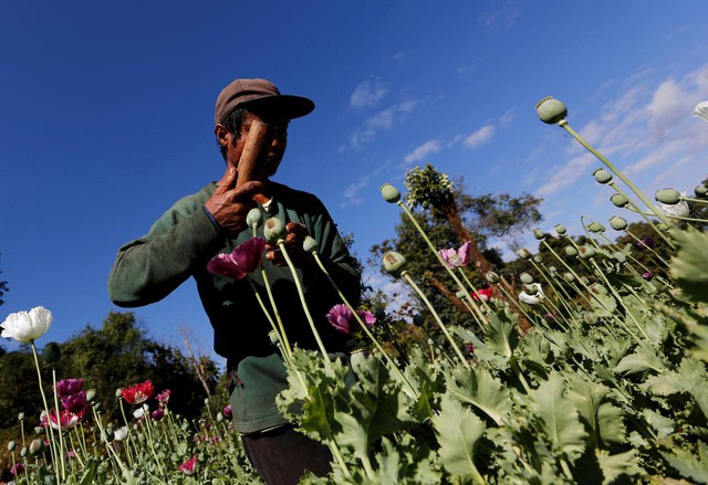 Myanmar vượt Afghanistan trở thành nước sản xuất thuốc phiện lớn nhất thế giới - Ảnh 1.