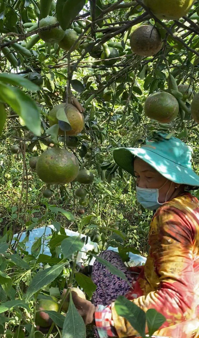 Bạn trẻ dùng mạng xã hội ‘giải cứu’ cam sành giúp nông dân thoát cảnh ế ẩm - Ảnh 2.