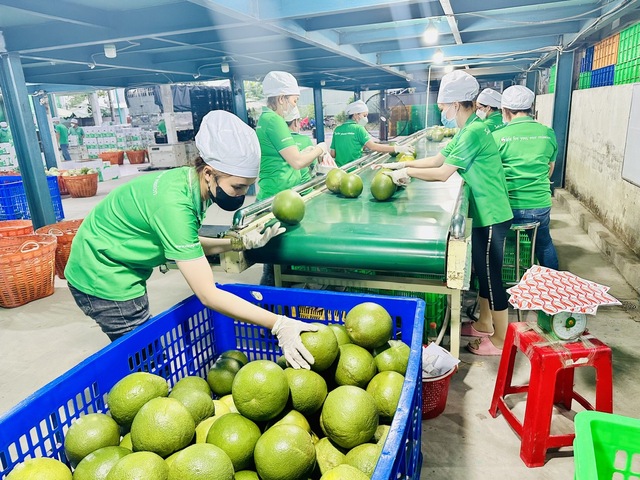 Top những loại rau quả bán chạy nhất năm qua, tiềm năng năm 2024 thế nào?- Ảnh 3.