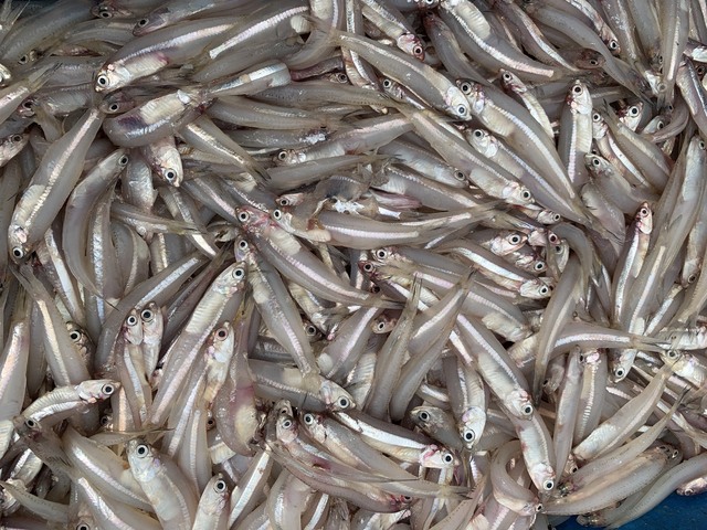 Ngư dân Hà Tĩnh trúng đậm cá cơm đầu mùa, thu nhập tiền triệu mỗi ngày - Ảnh 2.