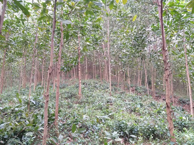 Ngành lâm nghiệp Việt Nam có tiềm năng tham gia thị trường carbon rừng - Ảnh 1.
