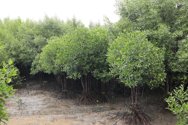 Việt Nam đã phục hồi hơn 4.000 ha rừng ngập mặn - Ảnh 1.