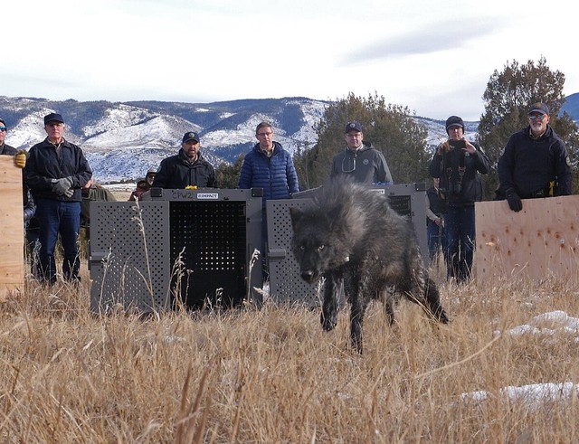 Mỹ thả sói để bảo tồn, các chủ trang trại lo ngại cho đàn gia súc - Ảnh 1.