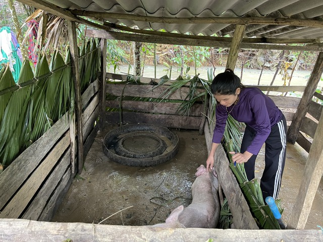 Hàng trăm con lợn, dê cấp cho hộ nghèo ở miền núi Quảng Bình lăn ra chết - Ảnh 2.