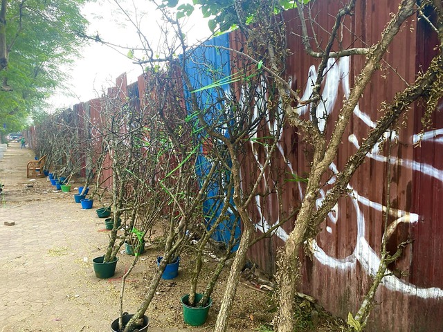 Người dân Thủ đô chi tiền triệu mua hoa lê rừng chơi tết sớm - Ảnh 1. Người dân Thủ đô chi tiền triệu mua hoa lê rừng chơi tết sớm - Ảnh 1.