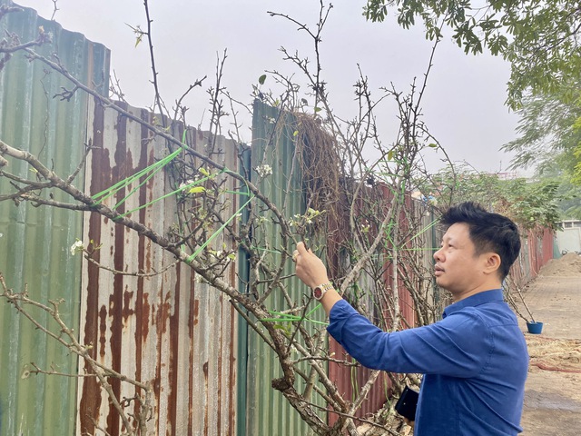 Người dân Thủ đô chi tiền triệu mua hoa lê rừng chơi tết sớm - Ảnh 2. Người dân Thủ đô chi tiền triệu mua hoa lê rừng chơi tết sớm - Ảnh 2.