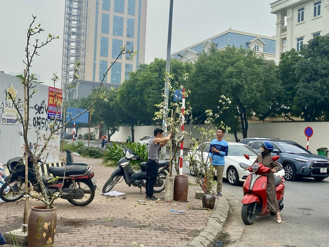 Người dân Thủ đô chi tiền triệu mua hoa lê rừng chơi tết sớm - Ảnh 3. Người dân Thủ đô chi tiền triệu mua hoa lê rừng chơi tết sớm - Ảnh 3.