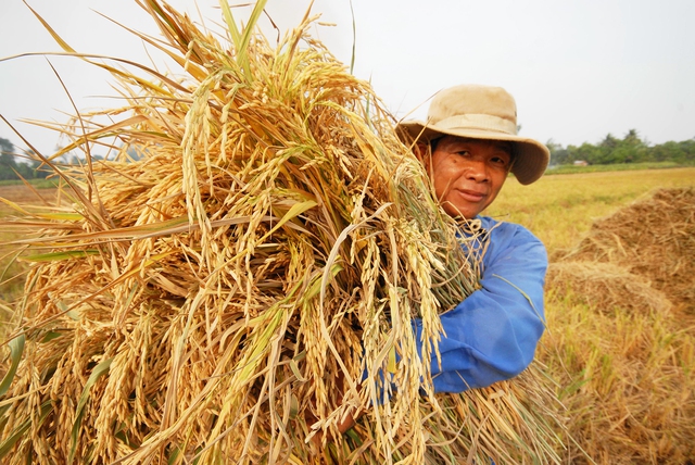 Gạo Việt đang khẳng định vị thế trên bản đồ thế giớiẢnh: CÔNG HÂN