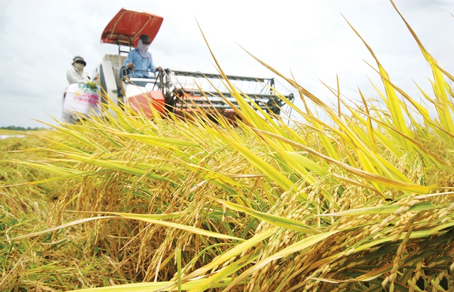 Đề án 1 triệu hecta lúa chất lượng cao sẽ nâng tầm hạt gạo Việt ẢNH: CÔNG HÂN
