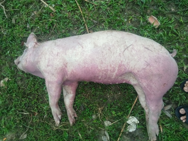 Hàng trăm con lợn, dê cấp cho hộ nghèo ở miền núi Quảng Bình lăn ra chết - Ảnh 1.