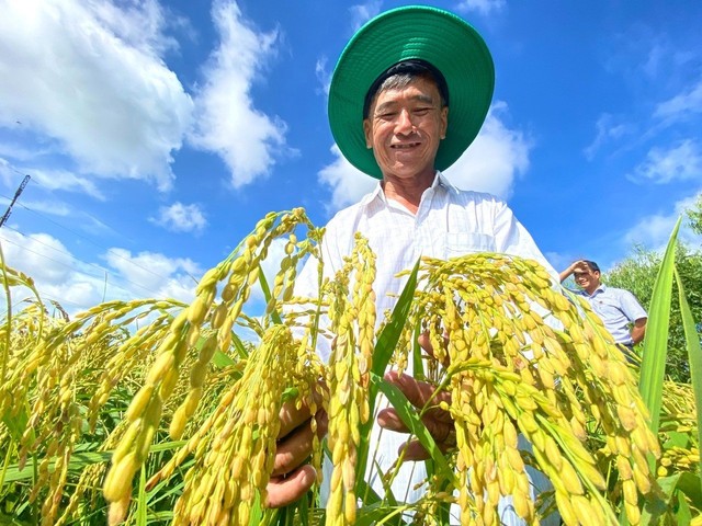 Việt Nam trúng thầu lớn, giá gạo Thái Lan bất ngờ giảm mạnh- Ảnh 1.