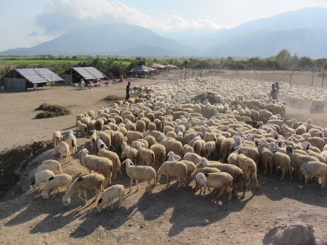 Ninh Thuận tuyển chọn 1.000 con cừu đẹp 'khoe sắc' trên đường phố- Ảnh 1.