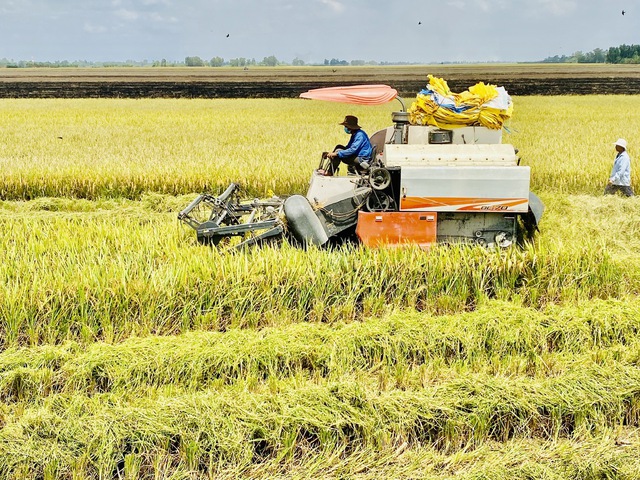 Gạo Thái tăng đốc, bám sát giá gạo Việt- Ảnh 1.