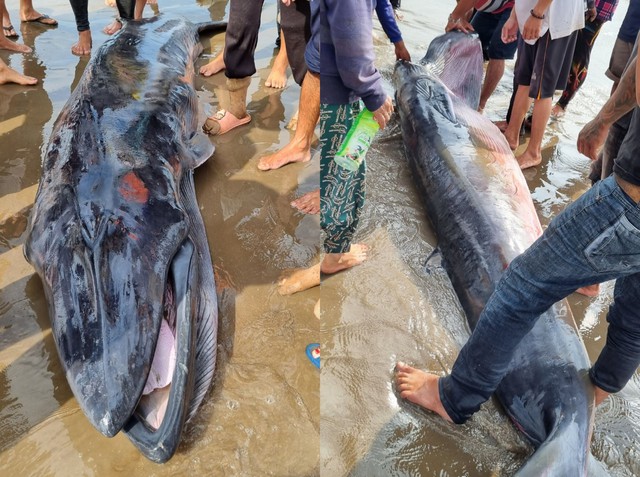 Ngư dân Trà Vinh an táng cá Ông khoảng 300 kg- Ảnh 1.