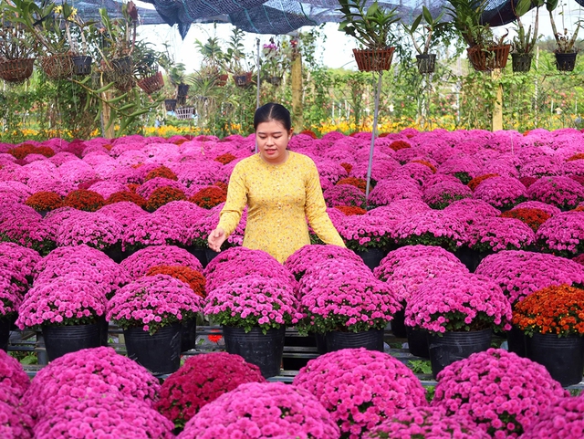Hoa kiểng tết mới vào mùa đã lo giảm giá- Ảnh 1. Hoa kiểng tết mới vào mùa đã lo giảm giá- Ảnh 1.
