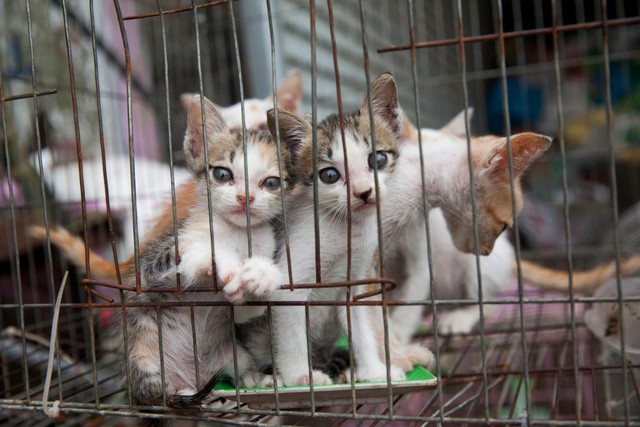 Quán bán thịt 300 con mèo mỗi tháng ở Việt Nam lên báo Mỹ- Ảnh 3.