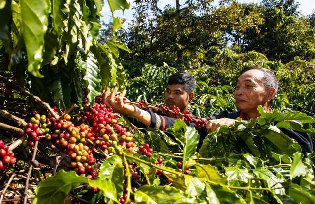 Nông sản trúng giá, nông dân thắng lớn- Ảnh 1.