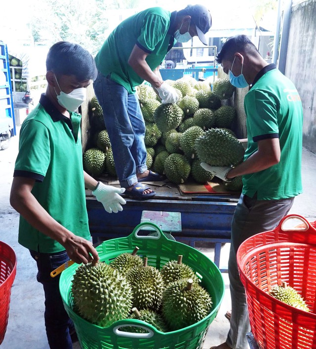 Nông sản trúng giá, nông dân thắng lớn- Ảnh 2. Nông sản trúng giá, nông dân thắng lớn- Ảnh 2.