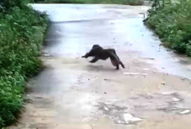 Quảng Nam: Khỉ tấn công làm 3 người bị thương, cắn chết 4 con chó - Ảnh 1.