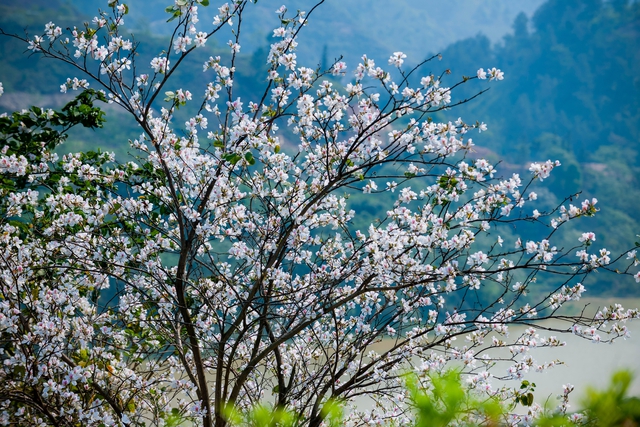 Đến Điện Biên tận hưởng vẻ đẹp nao lòng mùa hoa khoe sắc  - Ảnh 2.
