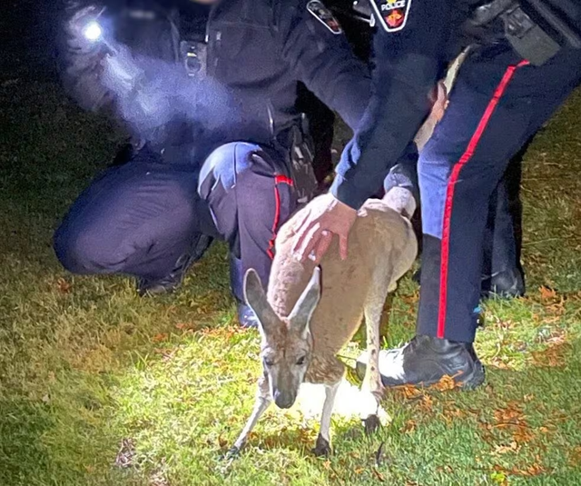 Kangaroo đấm vào mặt cảnh sát ở Canada - Ảnh 1.