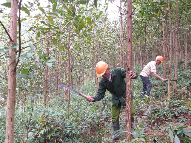 Nghệ An đứng đầu về diện tích rừng toàn quốc- Ảnh 1.