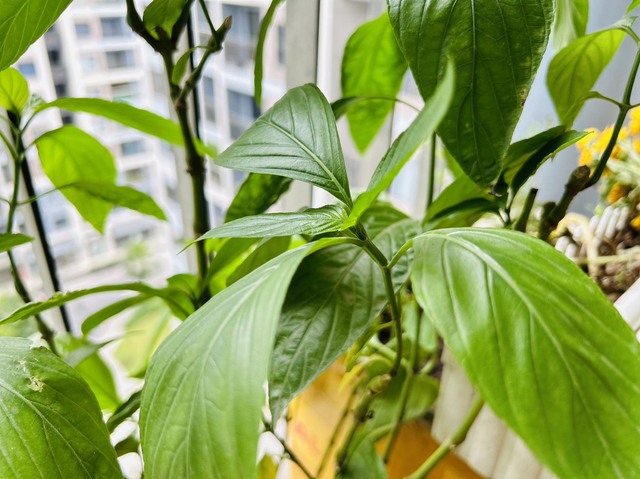 Ngoài tạo màu, lá cẩm còn là dược liệu kháng khuẩn, chống viêm - Ảnh 1. Ngoài tạo màu, lá cẩm còn là dược liệu kháng khuẩn, chống viêm - Ảnh 1.