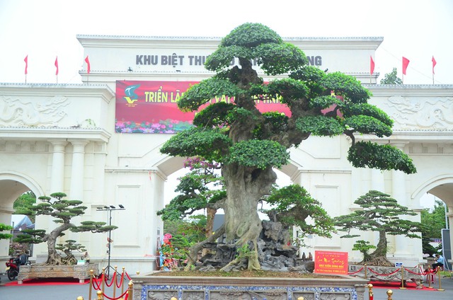 Nhiều hàng ‘khủng’ xuất hiện tại triển lãm sinh vật cảnh tỉnh Hải Dương - Ảnh 2. Nhiều hàng ‘khủng’ xuất hiện tại triển lãm sinh vật cảnh tỉnh Hải Dương - Ảnh 2.