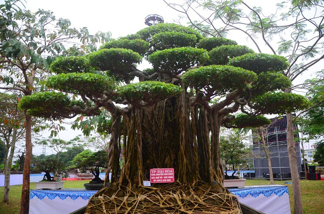 Nhiều hàng ‘khủng’ xuất hiện tại triển lãm sinh vật cảnh tỉnh Hải Dương - Ảnh 11. Nhiều hàng ‘khủng’ xuất hiện tại triển lãm sinh vật cảnh tỉnh Hải Dương - Ảnh 11.