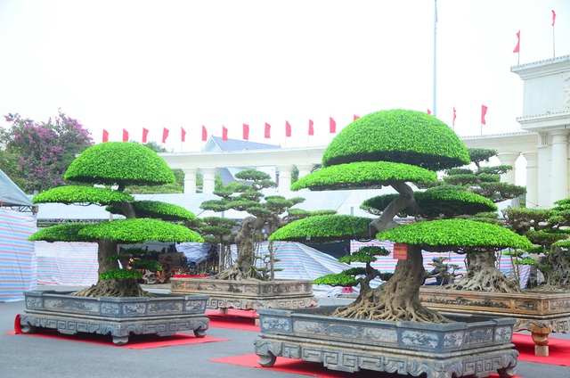 Nhiều hàng ‘khủng’ xuất hiện tại triển lãm sinh vật cảnh tỉnh Hải Dương - Ảnh 3. Nhiều hàng ‘khủng’ xuất hiện tại triển lãm sinh vật cảnh tỉnh Hải Dương - Ảnh 3.