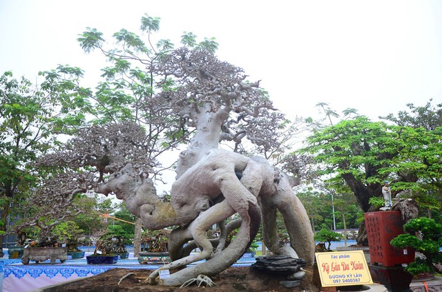Nhiều hàng ‘khủng’ xuất hiện tại triển lãm sinh vật cảnh tỉnh Hải Dương - Ảnh 9.