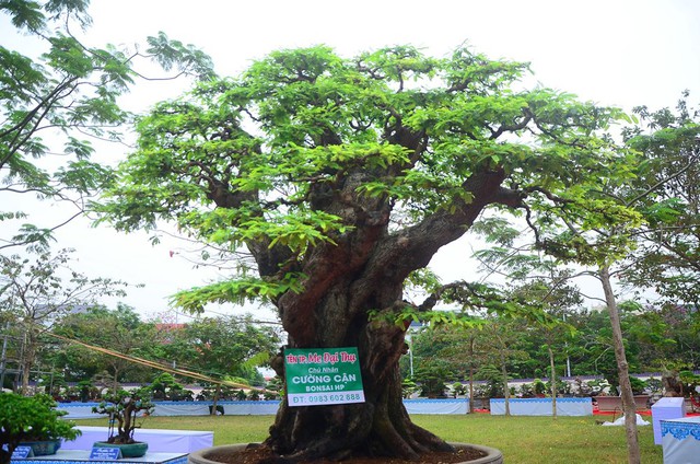 Nhiều hàng ‘khủng’ xuất hiện tại triển lãm sinh vật cảnh tỉnh Hải Dương - Ảnh 10.