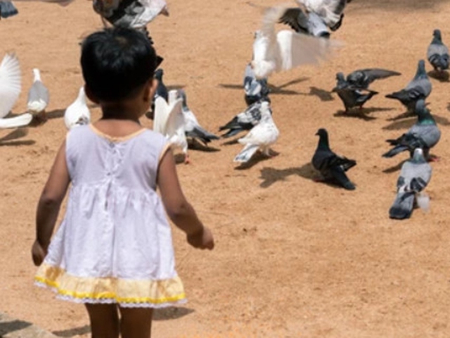 Úc: Bé 2 tuổi tử vong do nhiễm virus từ chim bồ câu - Ảnh 1.
