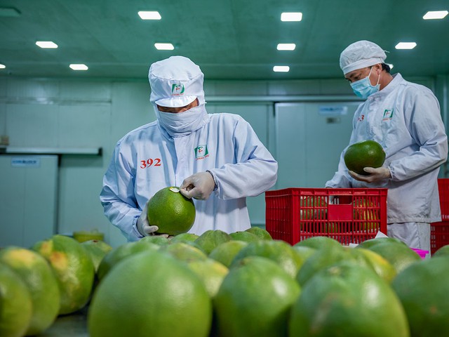 Xuất khẩu tỉ USD, trái cây Việt vẫn không có thương hiệu  - Ảnh 1.