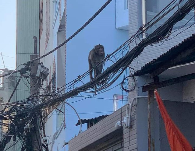 TP.HCM: Khỉ xuất hiện trong khu dân cư phá phách, giật điện thoại người dân - Ảnh 1.