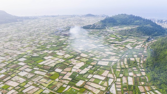 Quảng Ngãi: Tỏi mất mùa, nông dân Lý Sơn trắng tay - Ảnh 4.